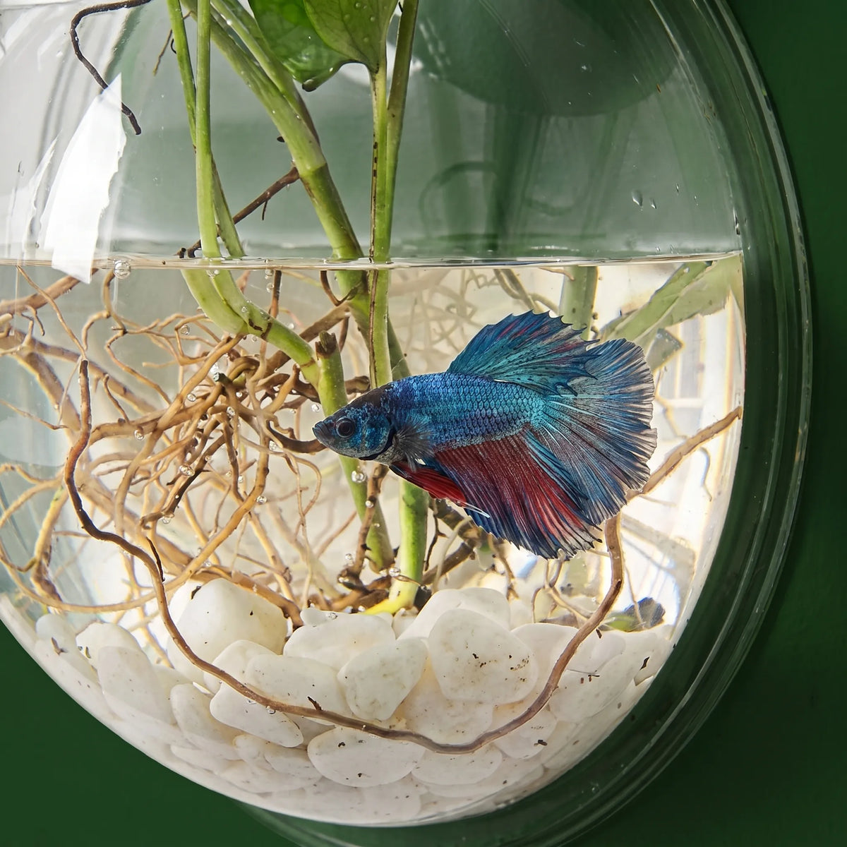 Aquário e Vaso de Plantas Suspenso em Acrílico Transparente