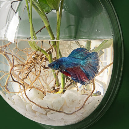 Aquário e Vaso de Plantas Suspenso em Acrílico Transparente
